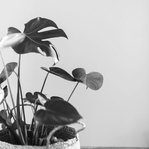 simona-sergi-7decyirg-kU-unsplash